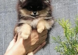 Померанский шпиц 