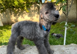 Bedlington terrier