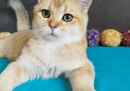 Scottish golden ny25 male