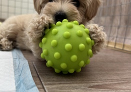 Maltipoo F1 Mini