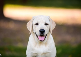 Labrador puppies