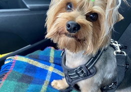 Йорк 2 года ищет невесту (вкл. mix Shih Tzu, Maltese, Poodle, Bichon Frise итп.)