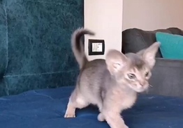 Абиссинские котята 
