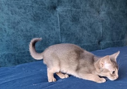 Абиссинские котята