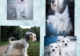 Zwergschnauzerwelpen