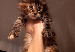 Продаются котята мейн куна Mein Coon kittens