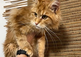 Maine Coon