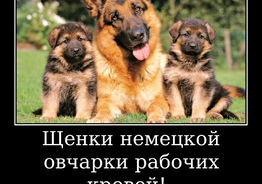 Щенки немецкой овчарки стандартного окраса!