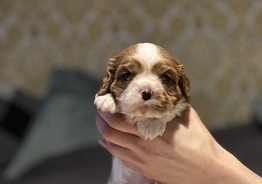 Cavalier king charles spaniel 