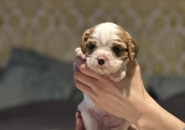 Cavalier king charles spaniel 