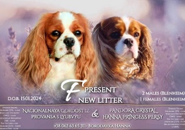 Cavalier king charles spaniel 