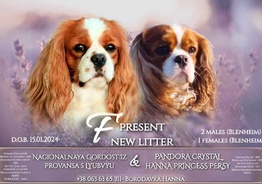 Cavalier king charles spaniel 