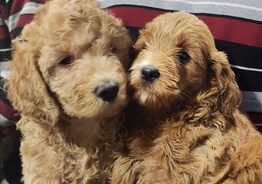 Australian labradoodle