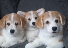 Pembroke Welsh Corgi puppies from champions