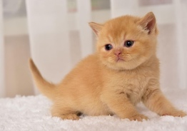 British kittens