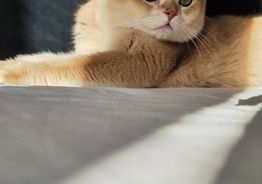 Шикарный кот