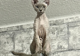 Devon Rex salle