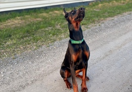 Doberman female