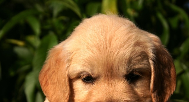Golden retriever. Delivery