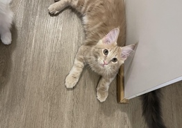 Котята мейнкун 
