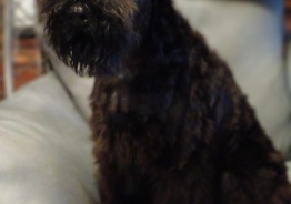 Щенки Керри блю терьера/ Kerry Blue terrier puppies