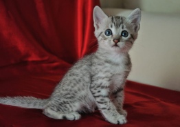 Продажа котят 
