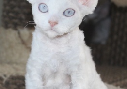 Devon Rex aus dem Haus der Madonna