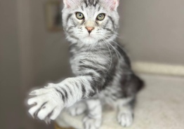 Котята Мей Кун