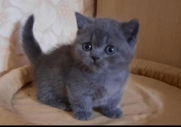 Кошка