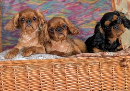 Book Charles Spaniel Mädchen zu verkaufen