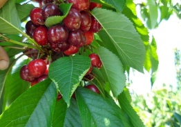 Profitable orchard for sale with ready business in Azerbaijan Annual income from $700,000 to $1,000,000