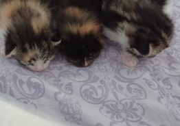 Котята