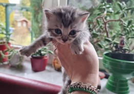 Отдам котят недорого