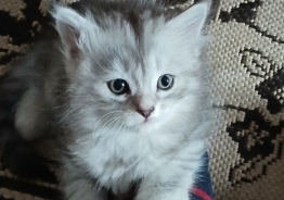 сибирские котята