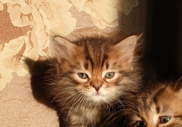 Сибирские котята
