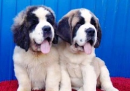 St. Bernard puppies (щенков сенбернара)