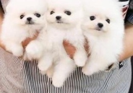 Чистокровные щенки померанского шпица