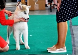 Siberian Husky puppy