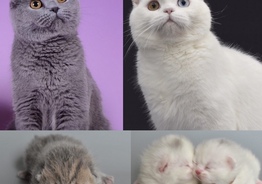 Scottish fold/straight 