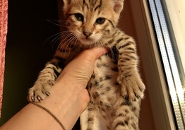 Шикарные котята Саванна ф5