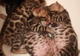 Бенгальские котята