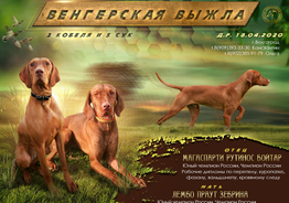 Щенки венгерской выжлы