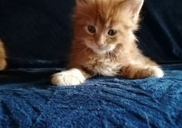 котенок мейн-кун