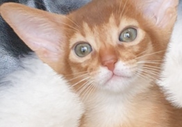 Абиссинские котята