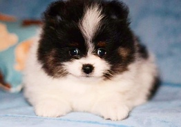 Spitz Pomeranian puppies available / Щенки Шпица померанского 