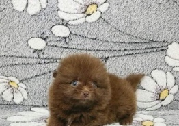 Шпиц померанский доступны кобели и сучки / Spitz Pomeranian males and females puppies available