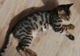 Бенгальский котенок Ф1