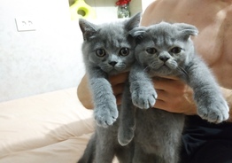 Шотландские котята