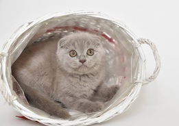 Scottish fold