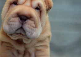 Shar Pei valp
